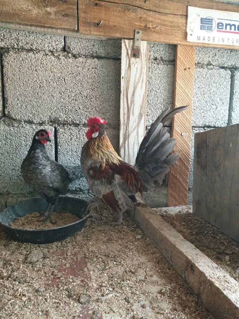 karlik - Kaka - img 3