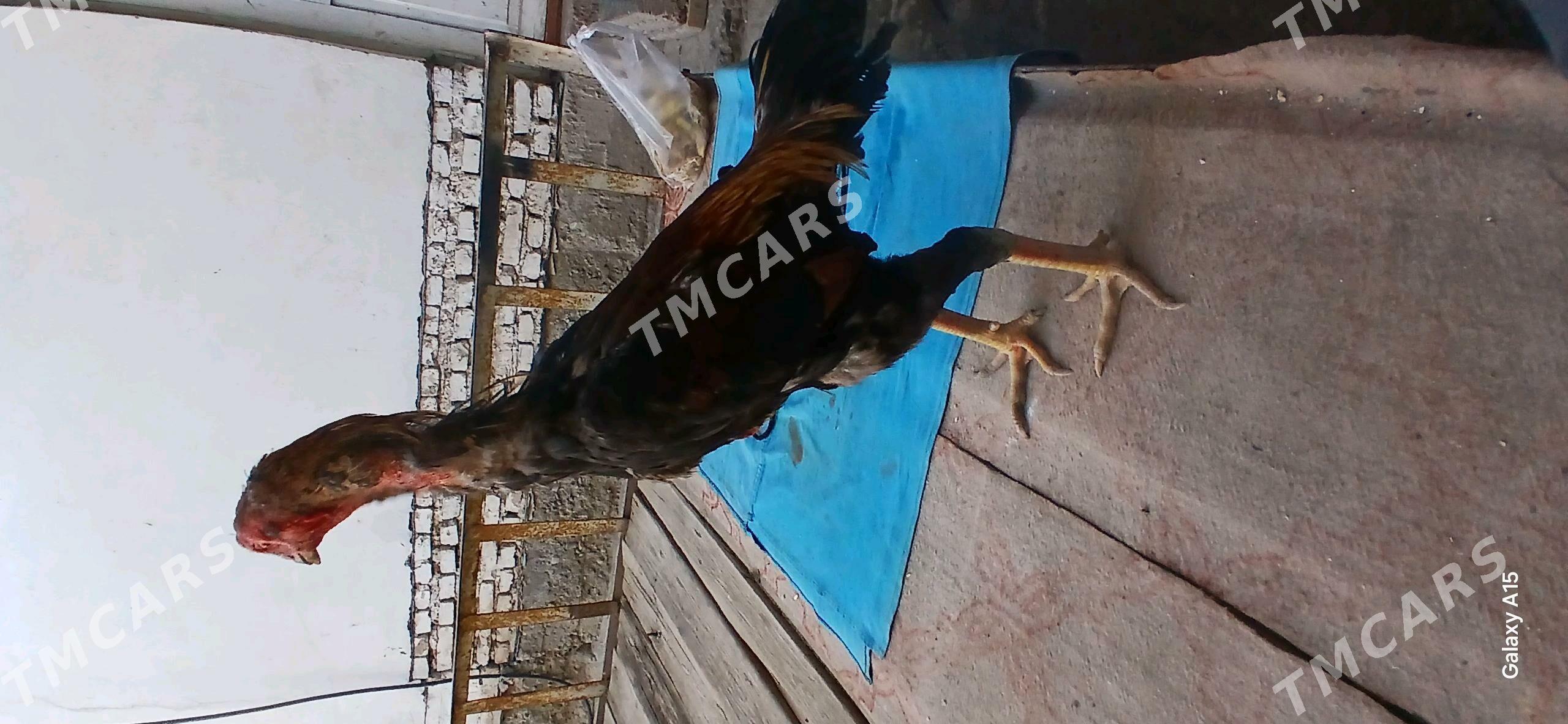 horaz - Дашогуз - img 4