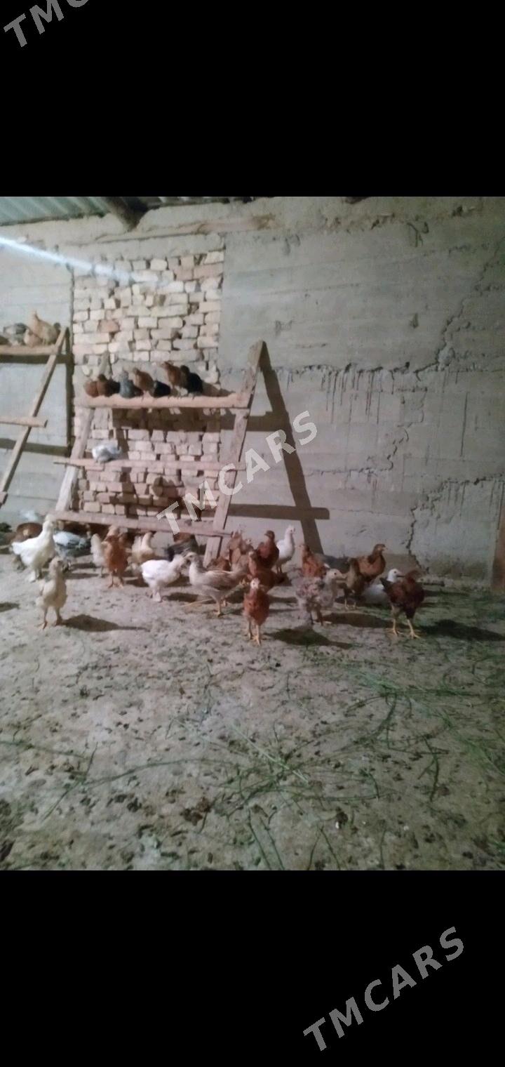 juje - Кака - img 2