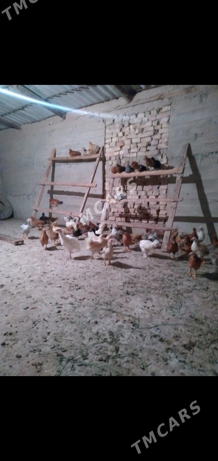 juje - Кака - img 3