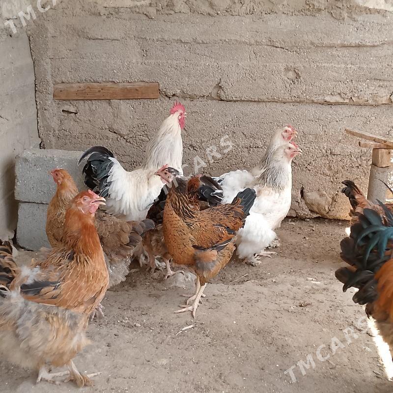 Tawuk - Balkanabat - img 2