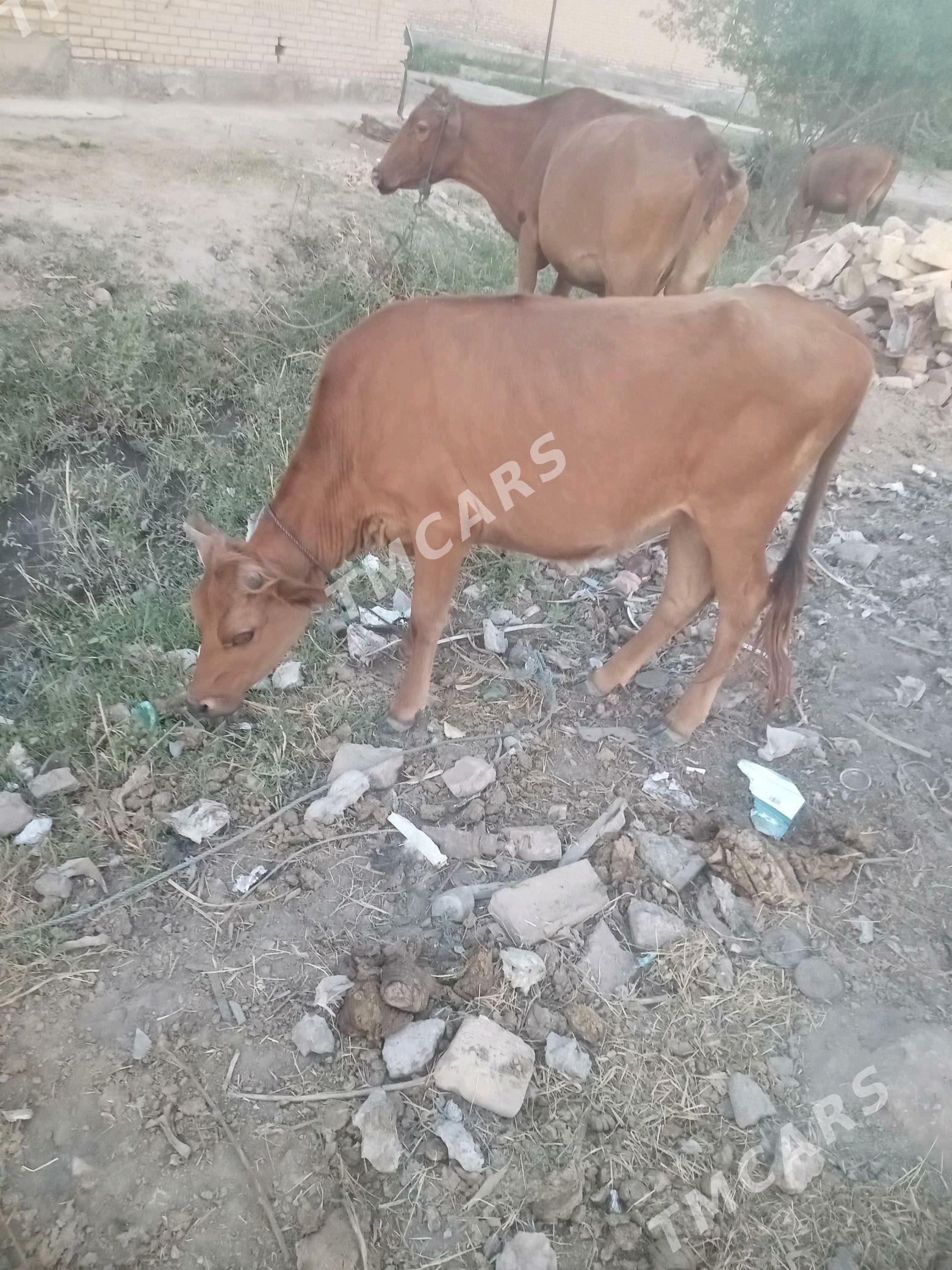 mal - Sakar - img 3