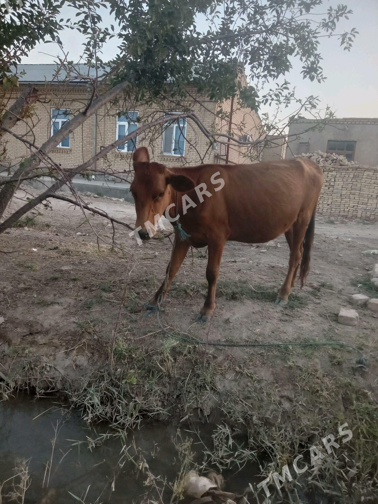 mal - Sakar - img 5