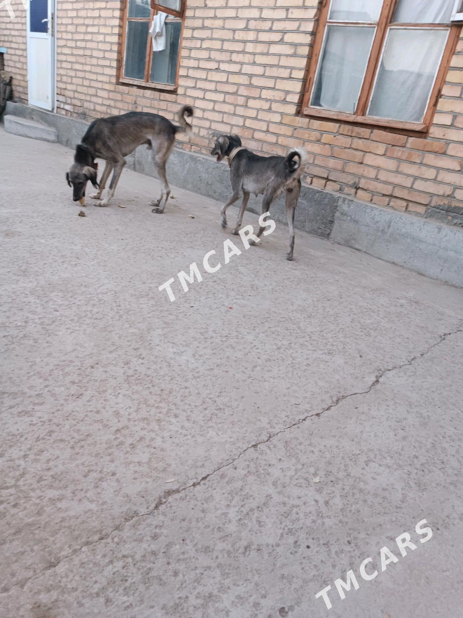 тазы авчы - Туркменабат - img 2