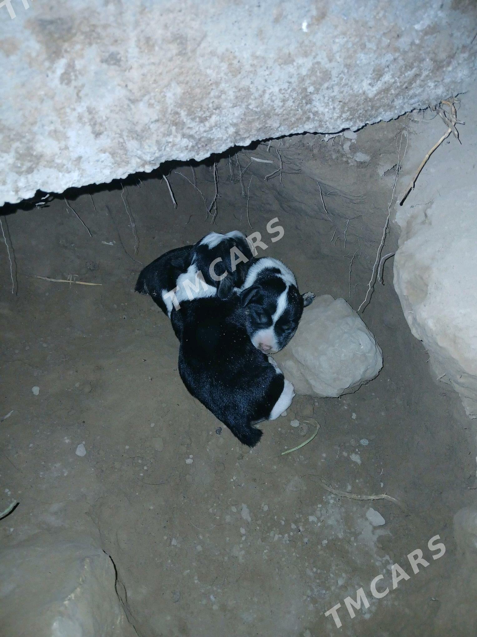 spanel aw gujugi - Ашхабад - img 4