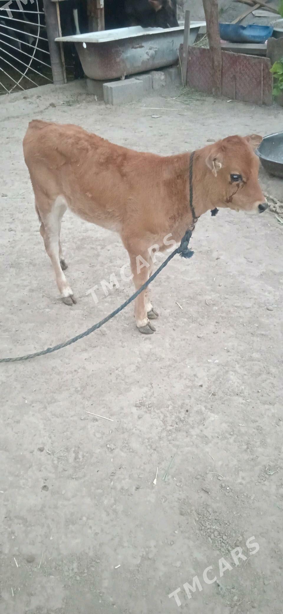 tohym tüwe - Büzmeýin - img 2