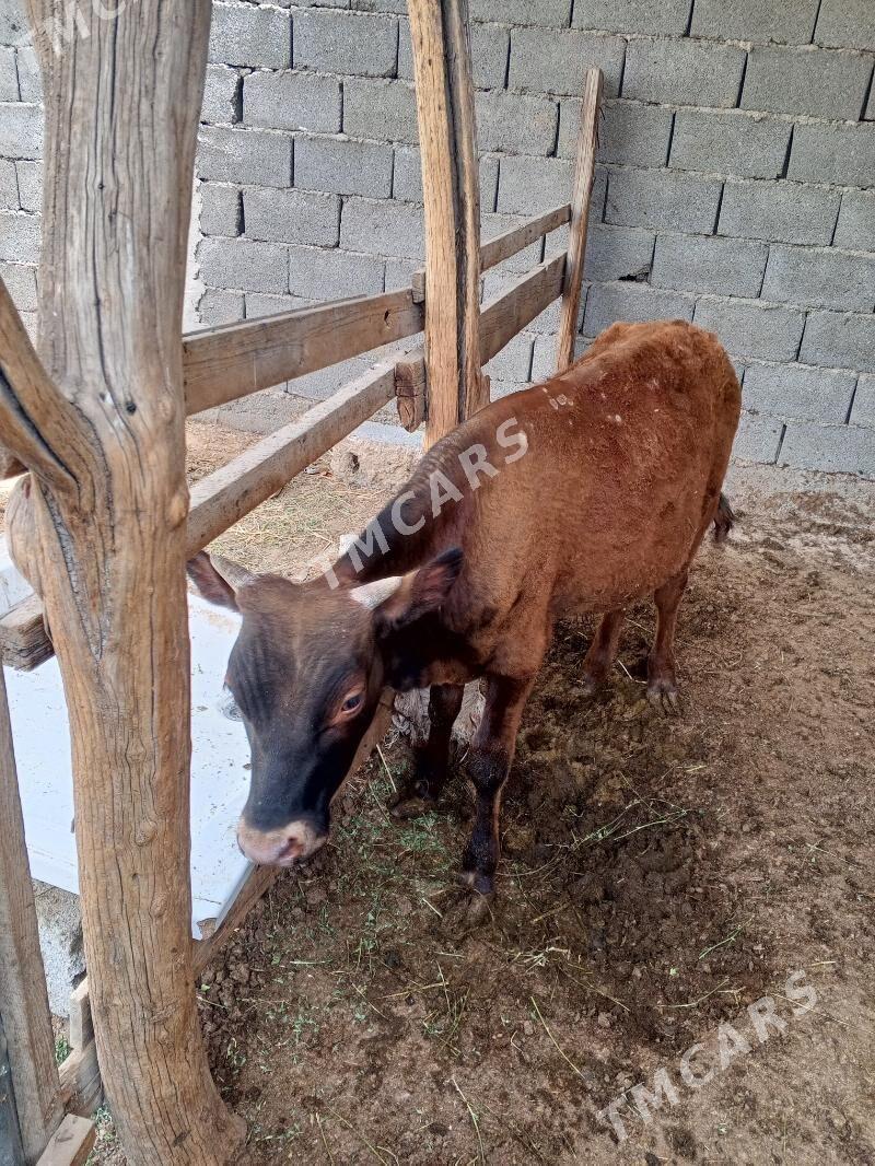 okuzce - Köşi - img 2