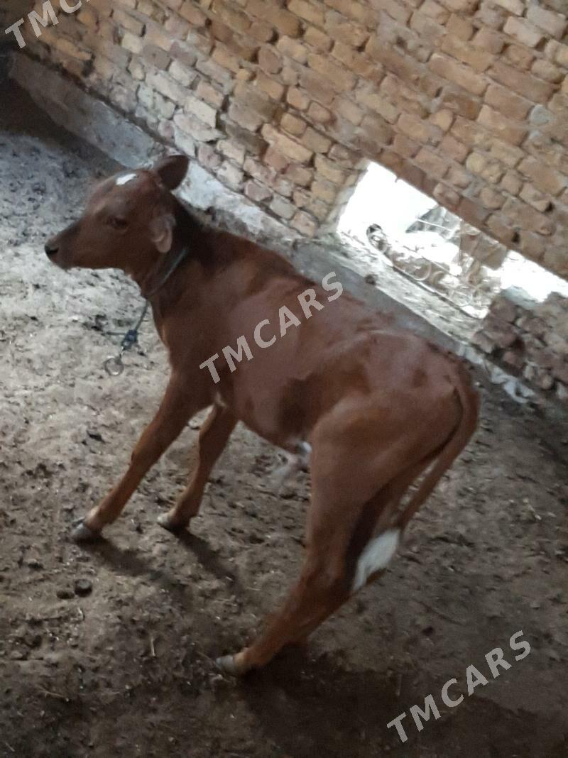 sygyr - Çärjew - img 2