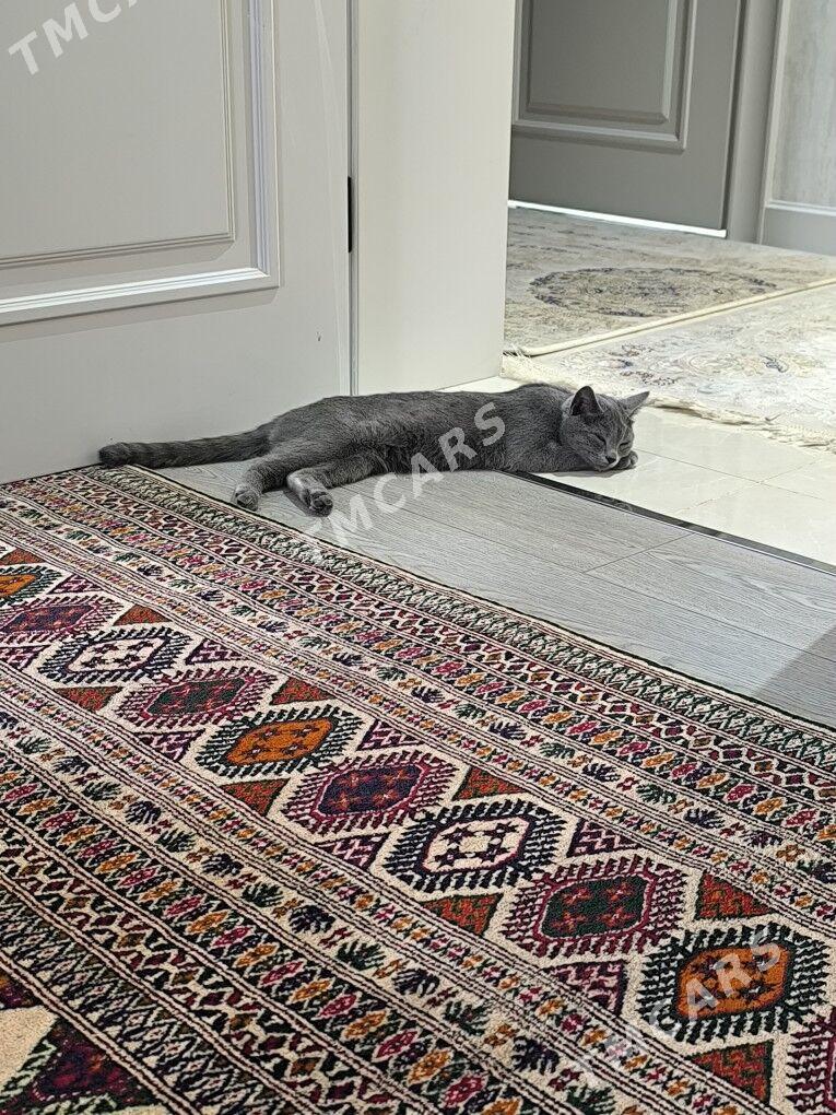 Кошка🥰 - Aşgabat - img 2