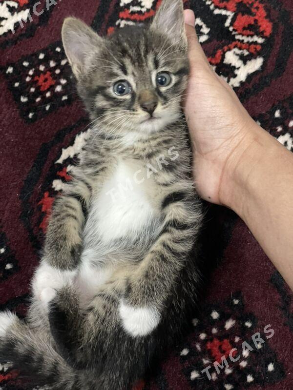 pisik кошка котенок - Тязе заман - img 3