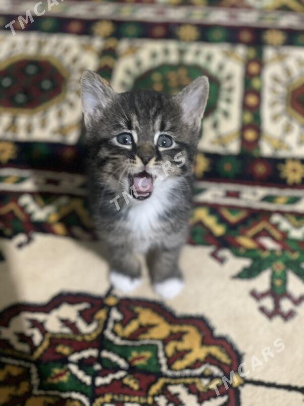 pisik кошка котенок - Тязе заман - img 2