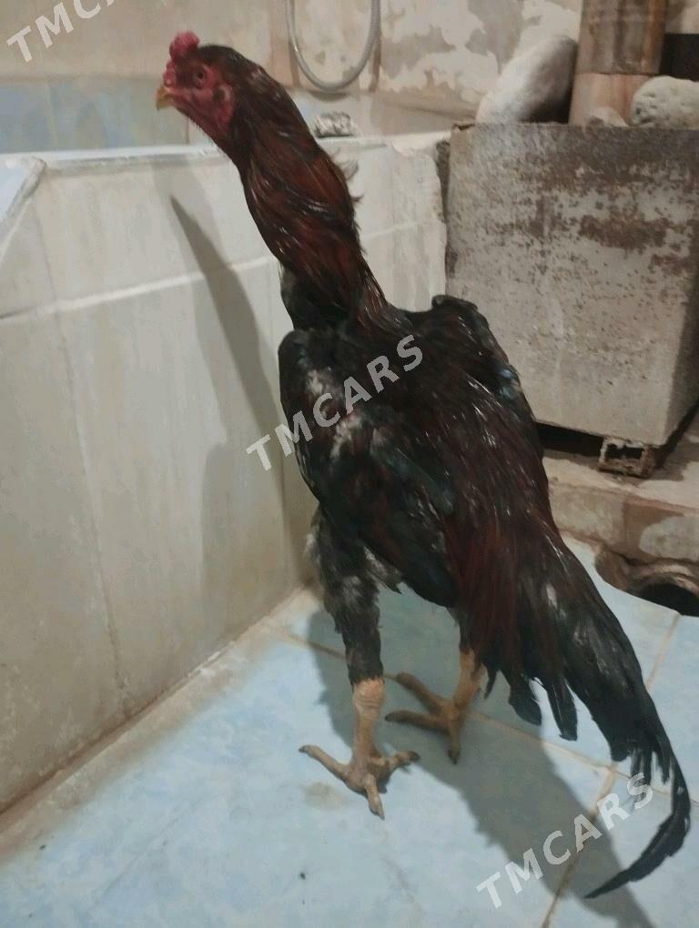 Taşkent - Ýalkym - img 1