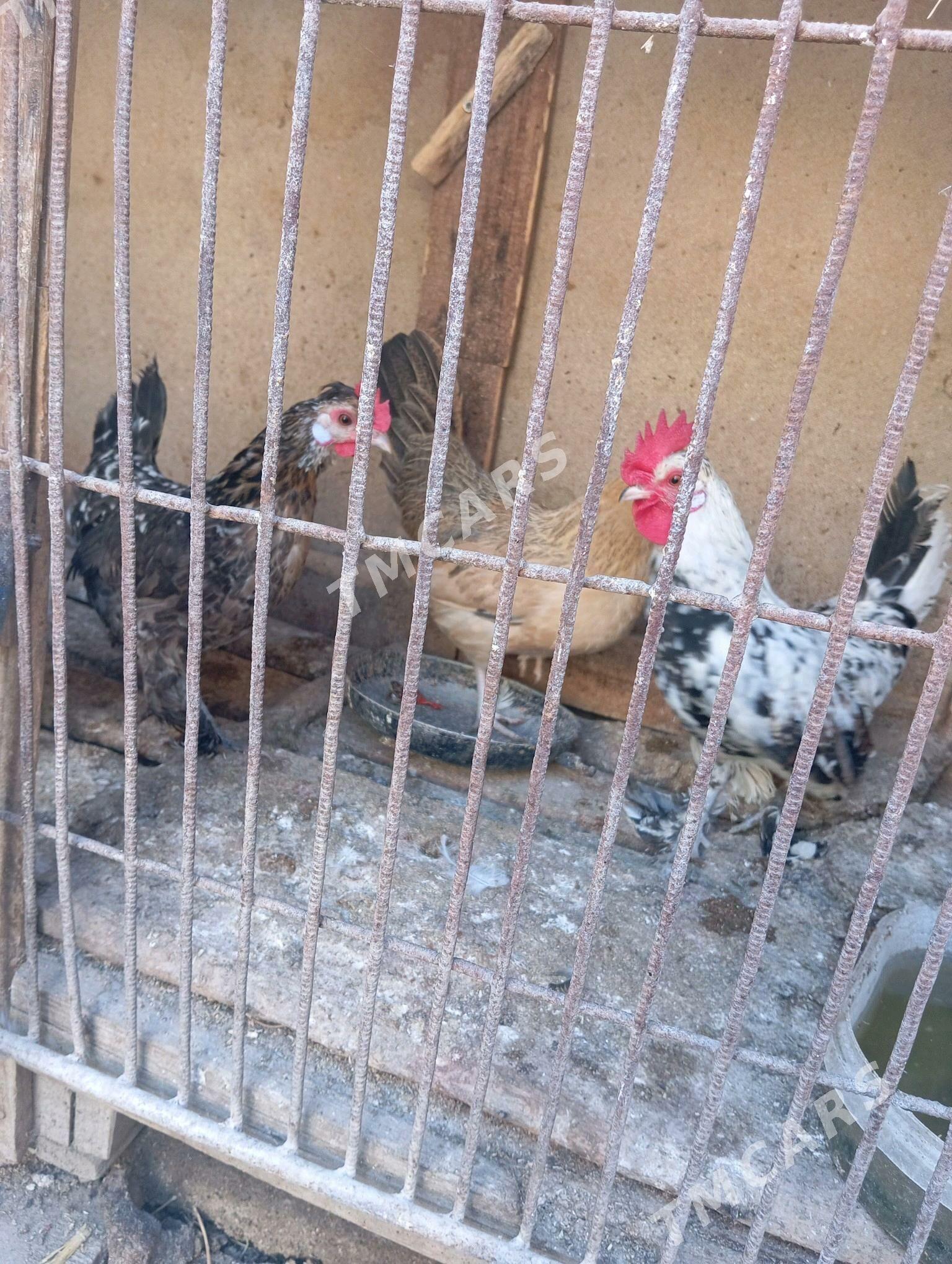 yaponcik - Türkmenabat - img 2