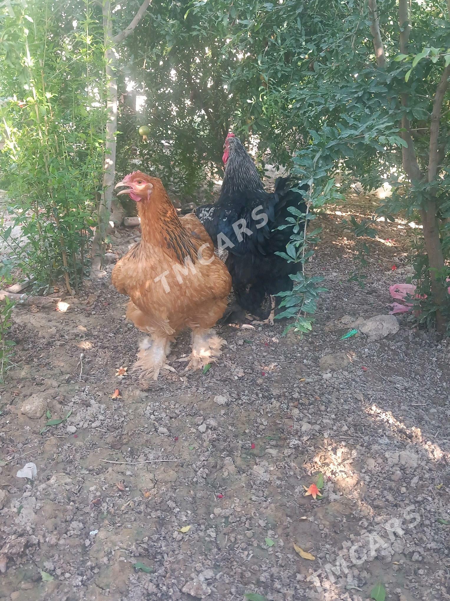 brama juyje - Kaka - img 4