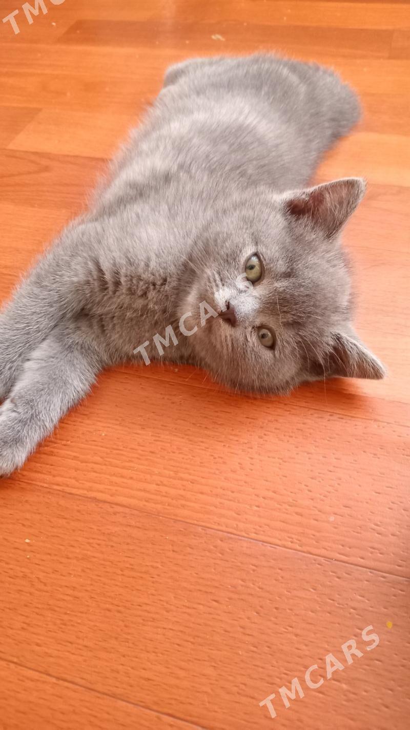 котёнок мальчик - Türkmenabat - img 4
