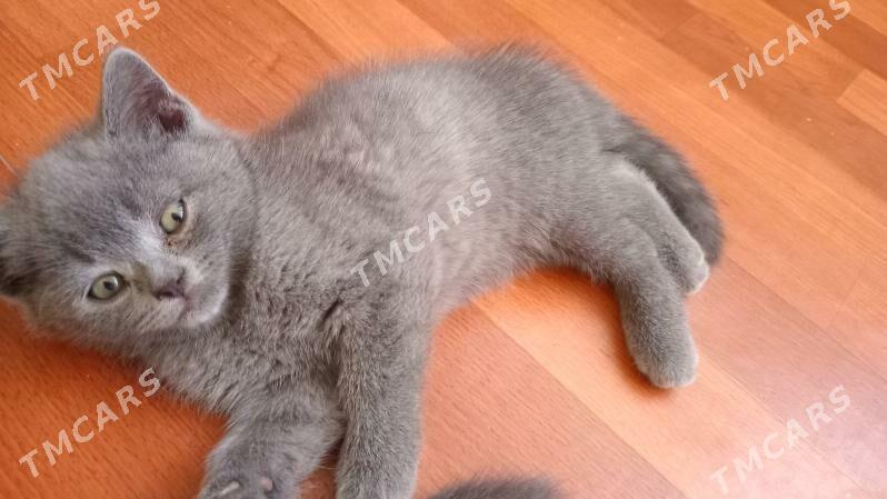 котёнок мальчик - Türkmenabat - img 3