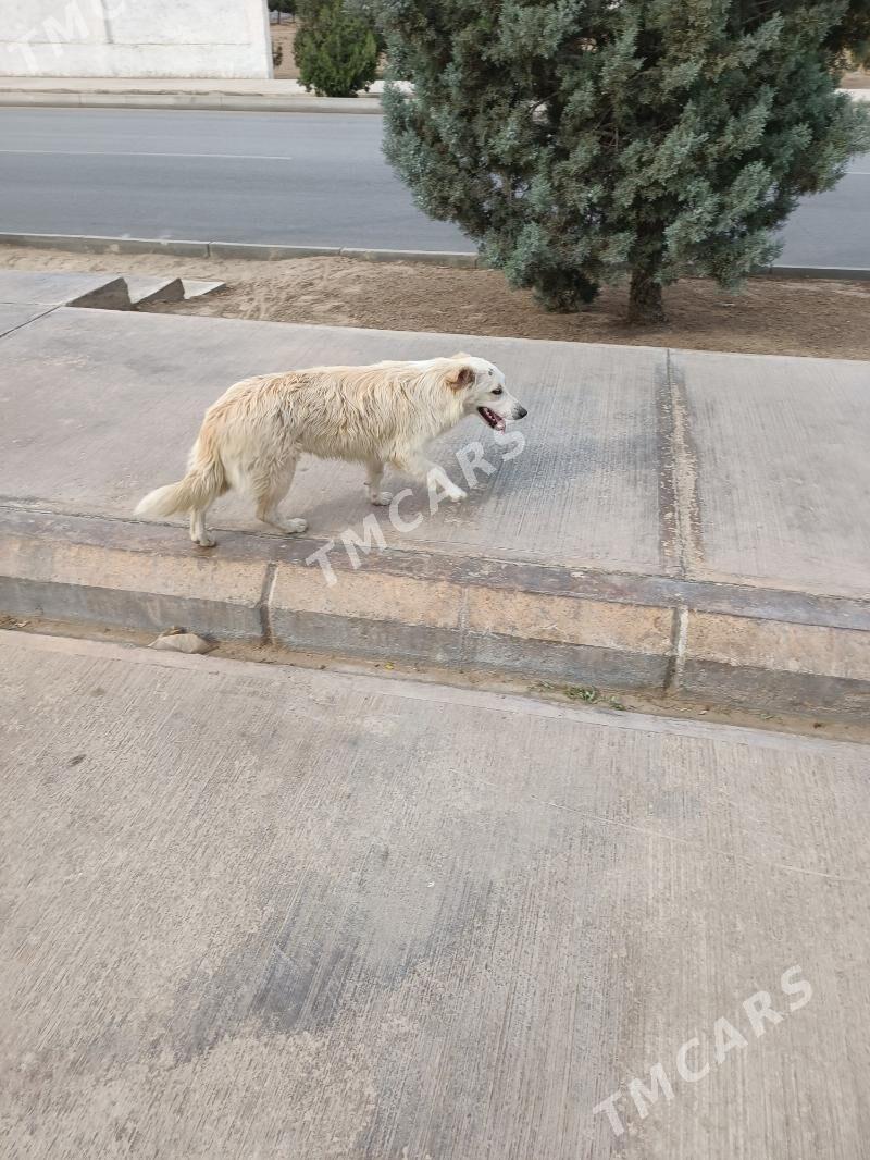 Собака - Aşgabat - img 2