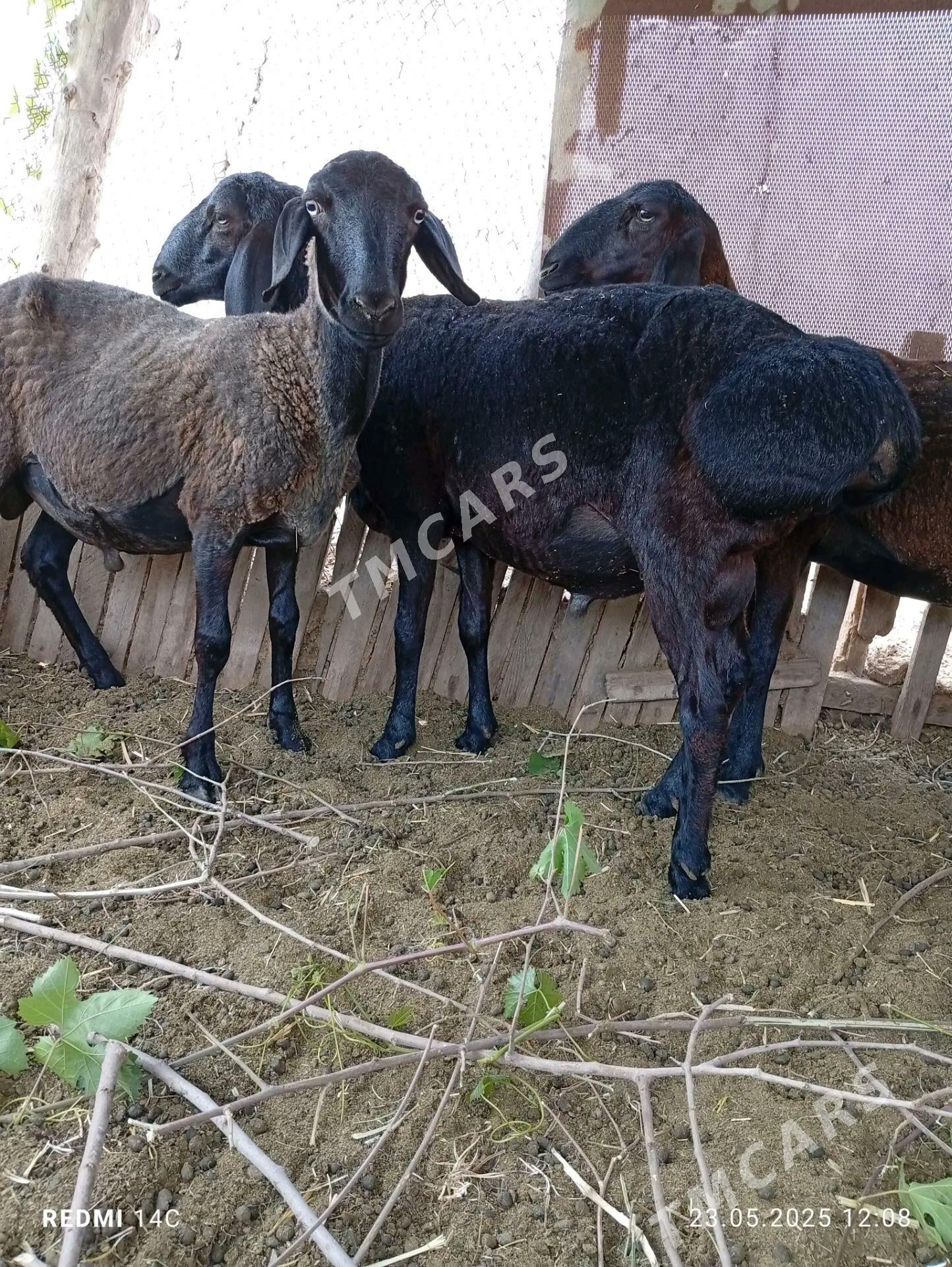 Koçkar - Çärjew - img 2