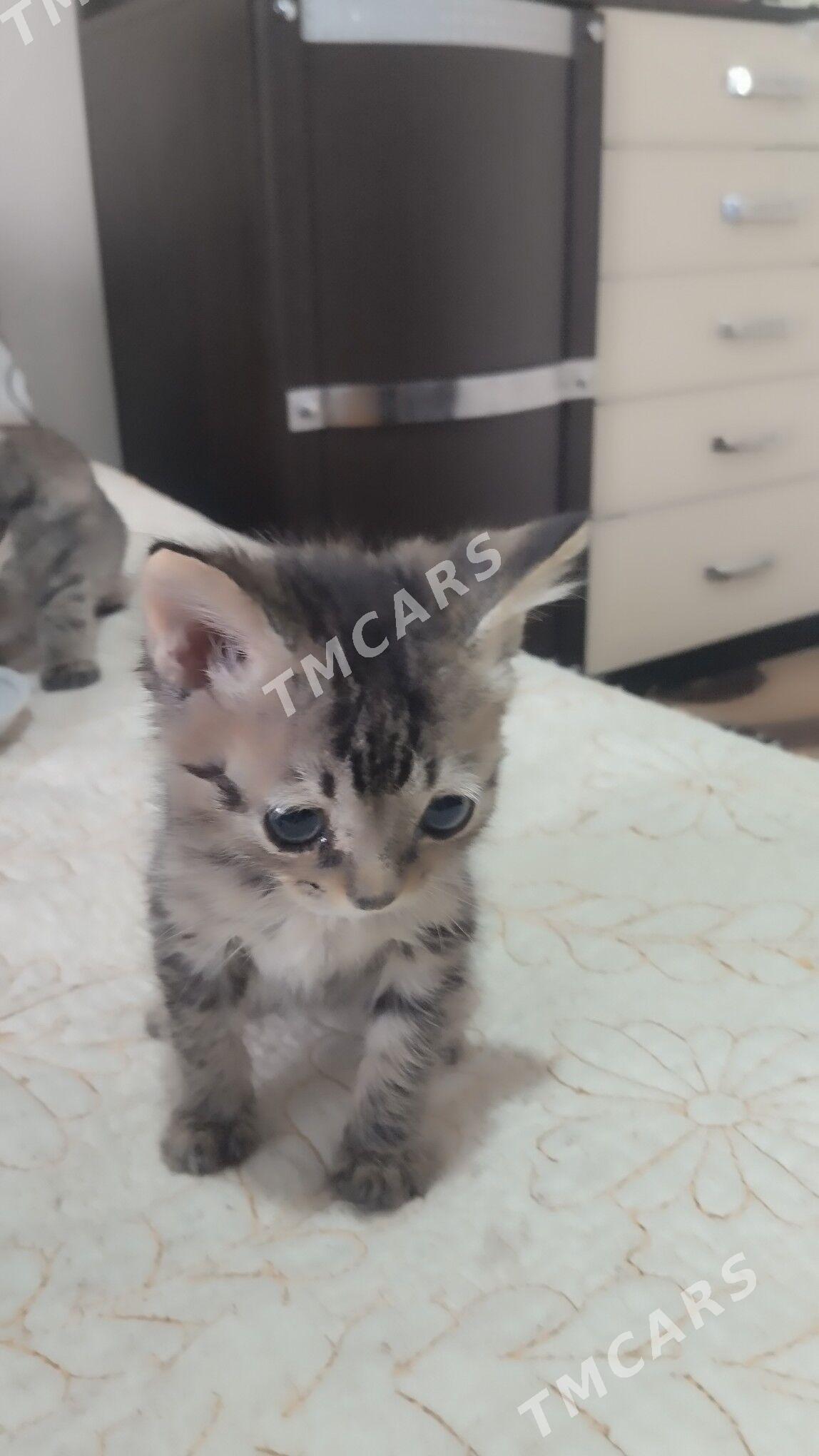 домашние животные - Türkmenabat - img 2