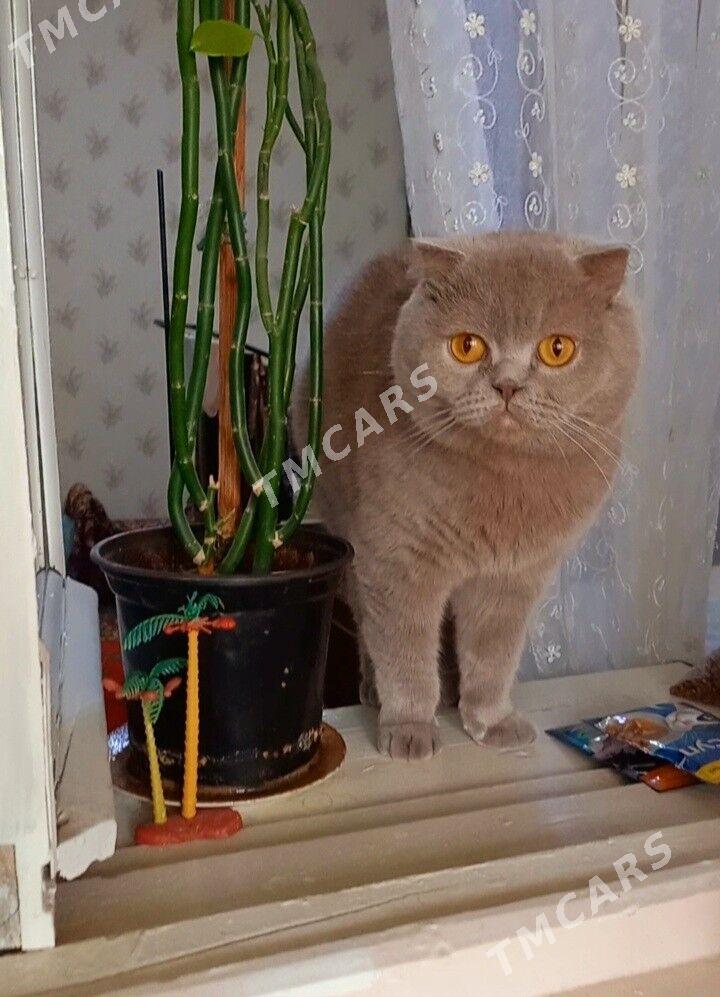 Лиловый мальчик - Aşgabat - img 4