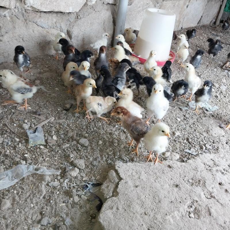 YERLI  TOWUK JUJELER - Керки - img 2