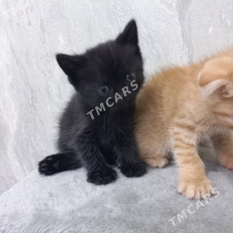 котята - Мары - img 4