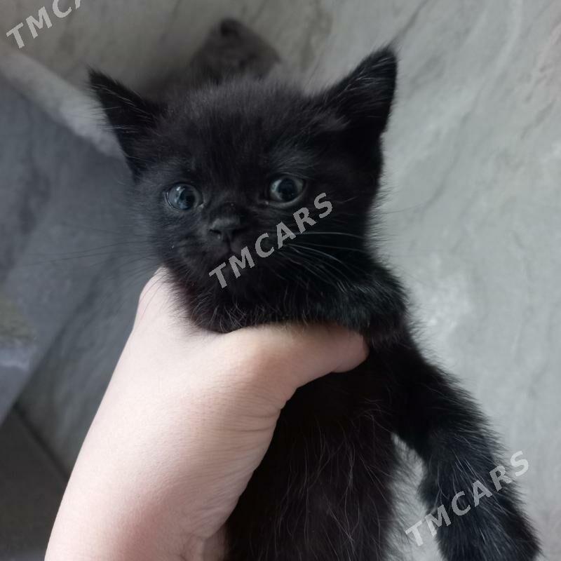 котята - Мары - img 3