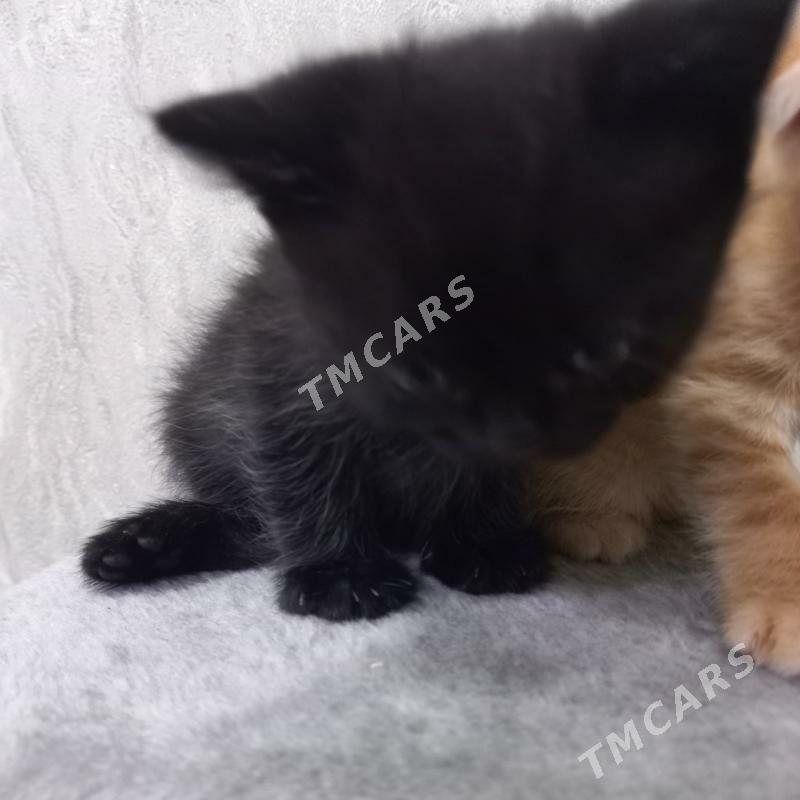 котята - Мары - img 2