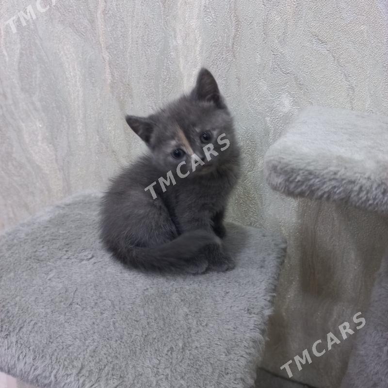 котята - Мары - img 8