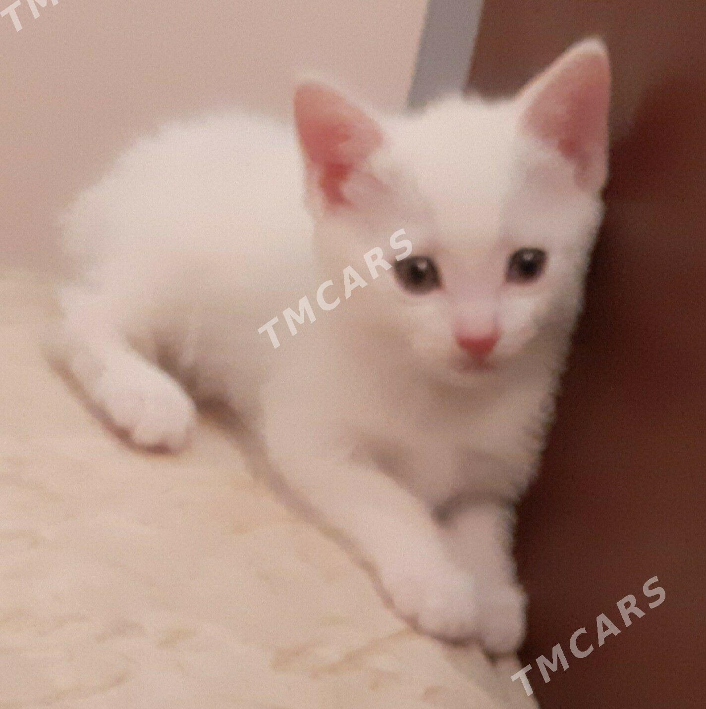 отдам котят - Aşgabat - img 2