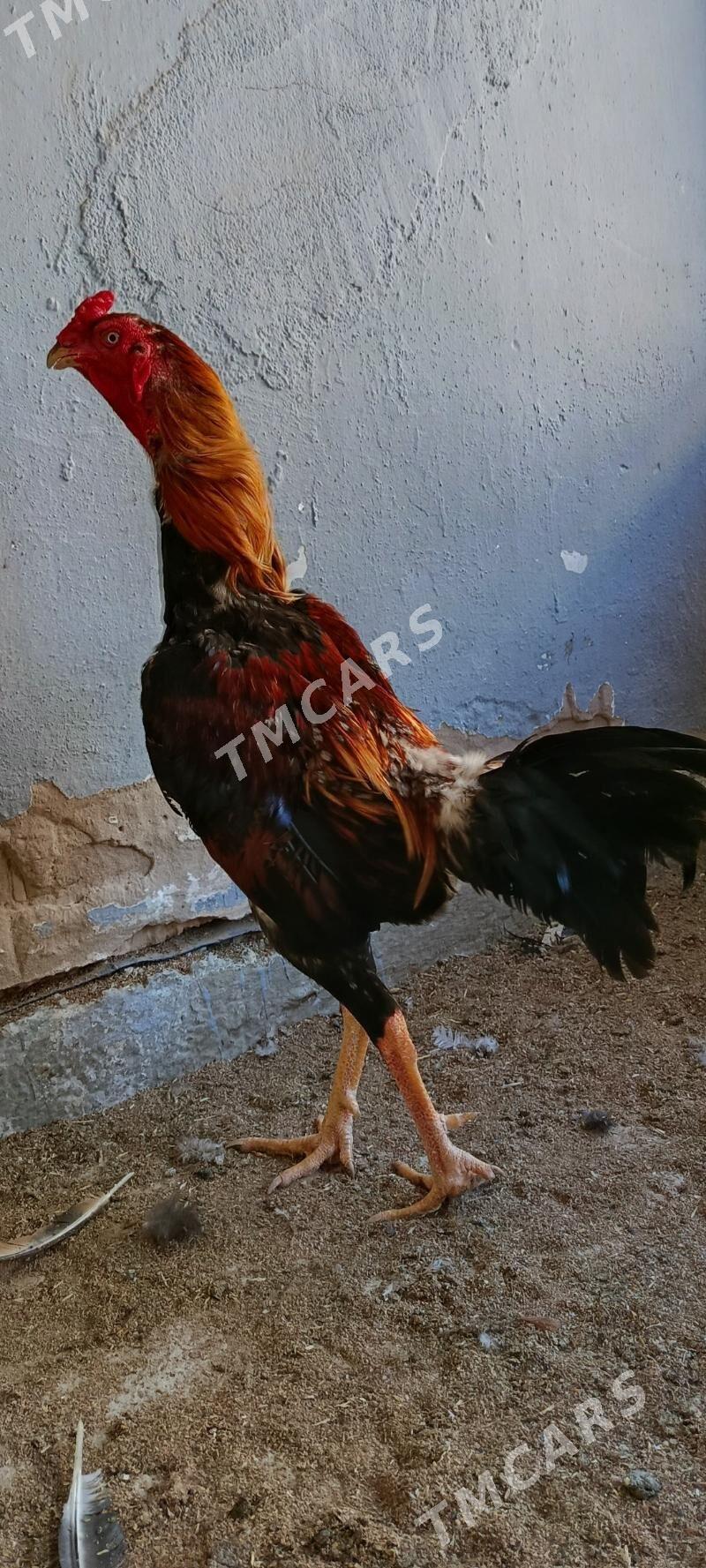 Taşkent - Änew - img 3