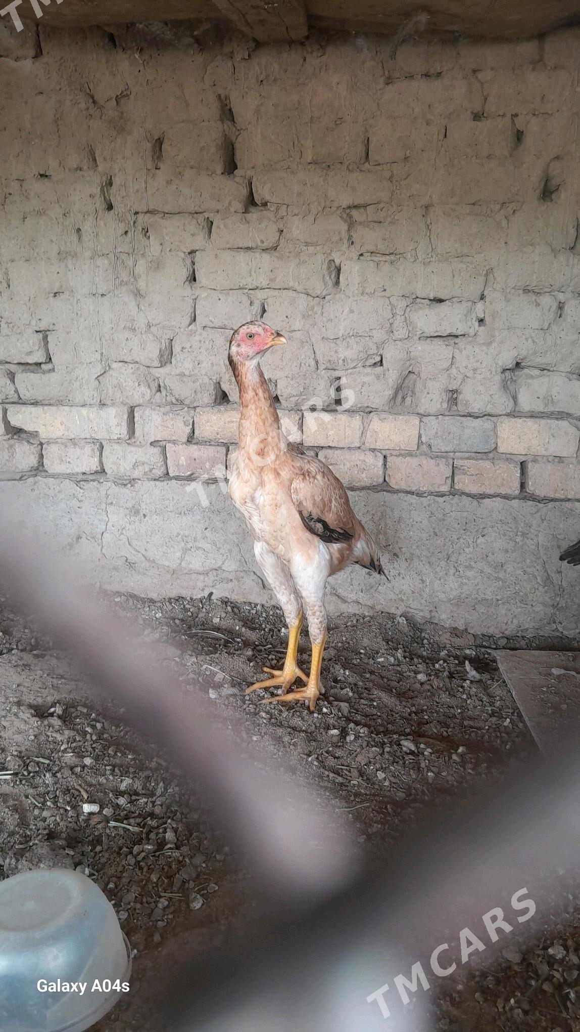 baysow - Mary - img 3