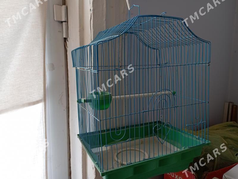 popugaý ketek - Türkmenabat - img 3