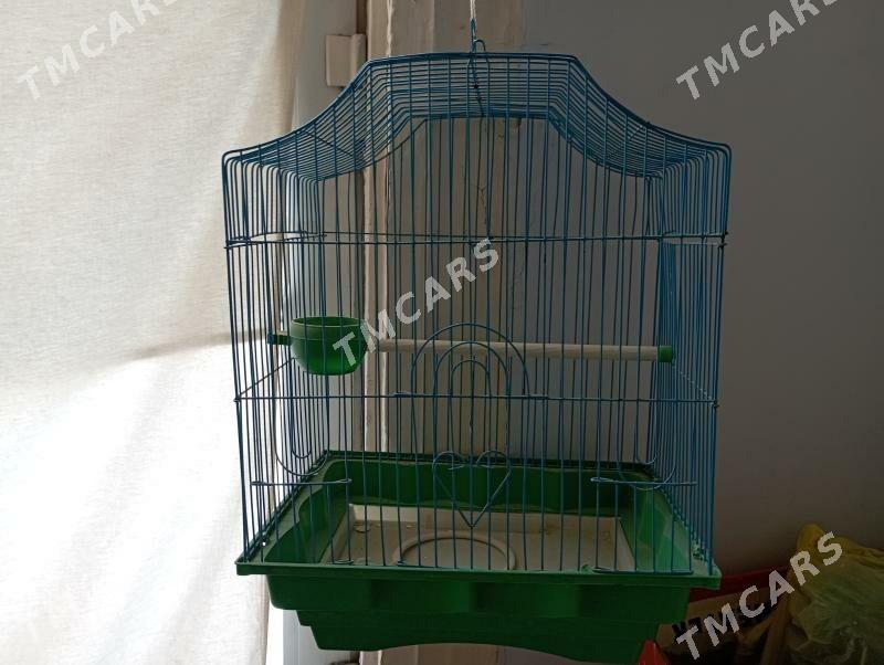 popugaý ketek - Türkmenabat - img 1