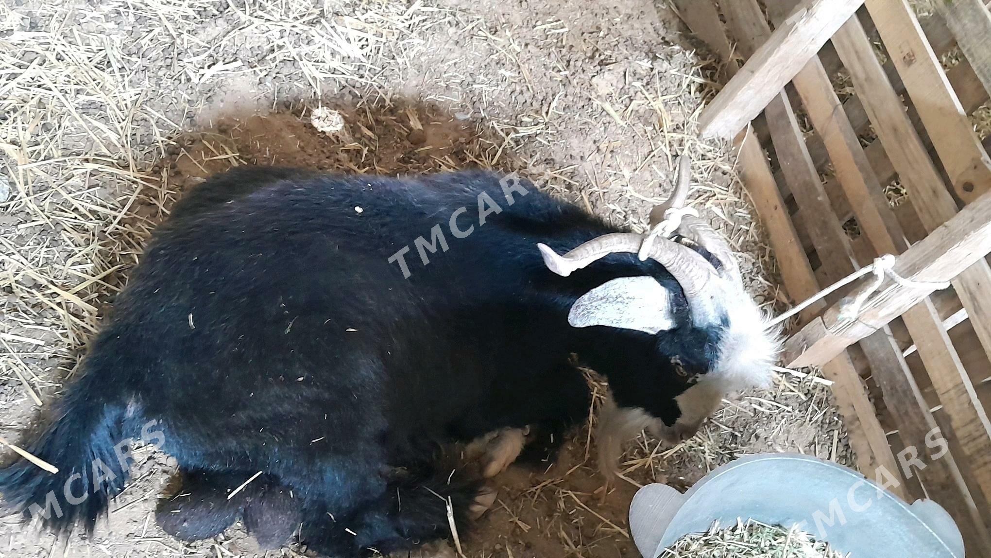 Geçi Teke - Garadamak Şor - img 3