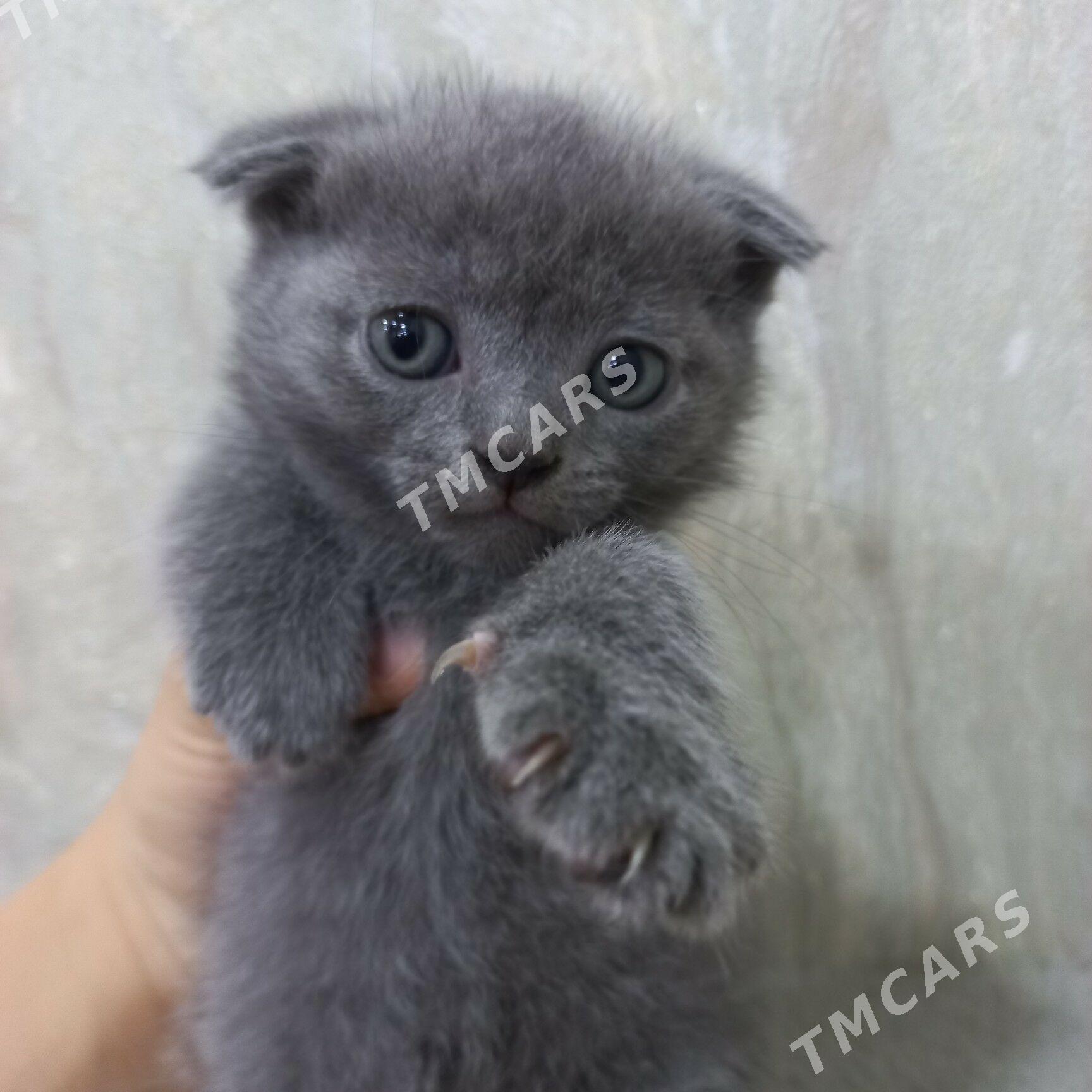 котята - Мары - img 2