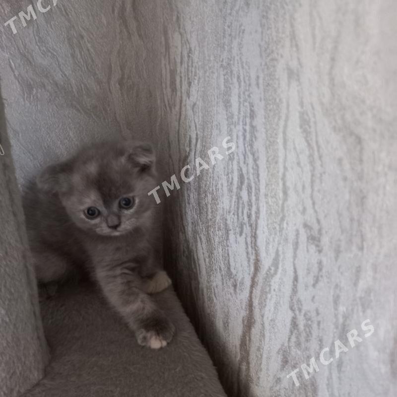 котята - Мары - img 6