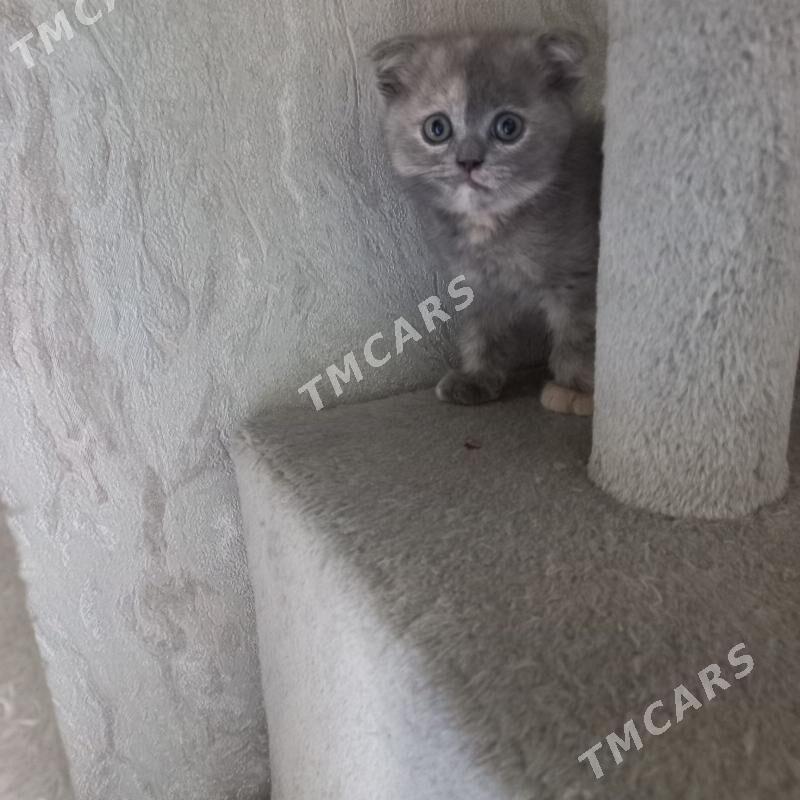 котята - Мары - img 8