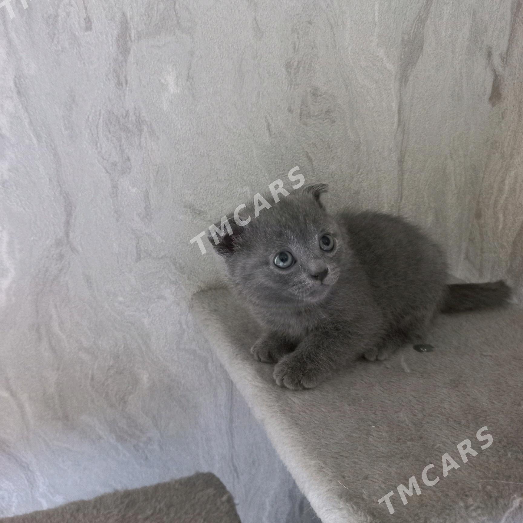 котята - Мары - img 10