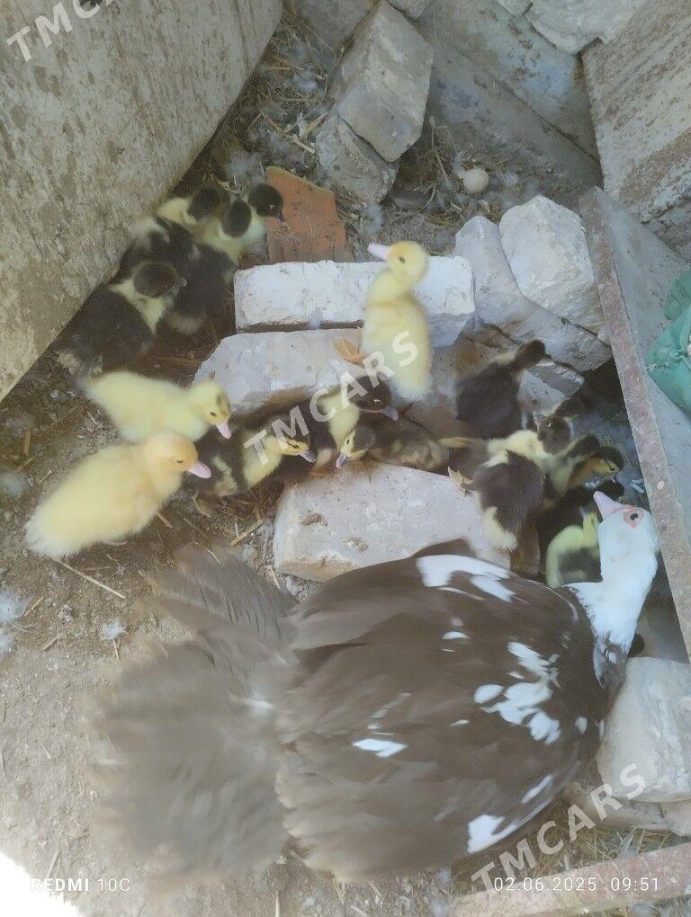 ordek - Murgap - img 2