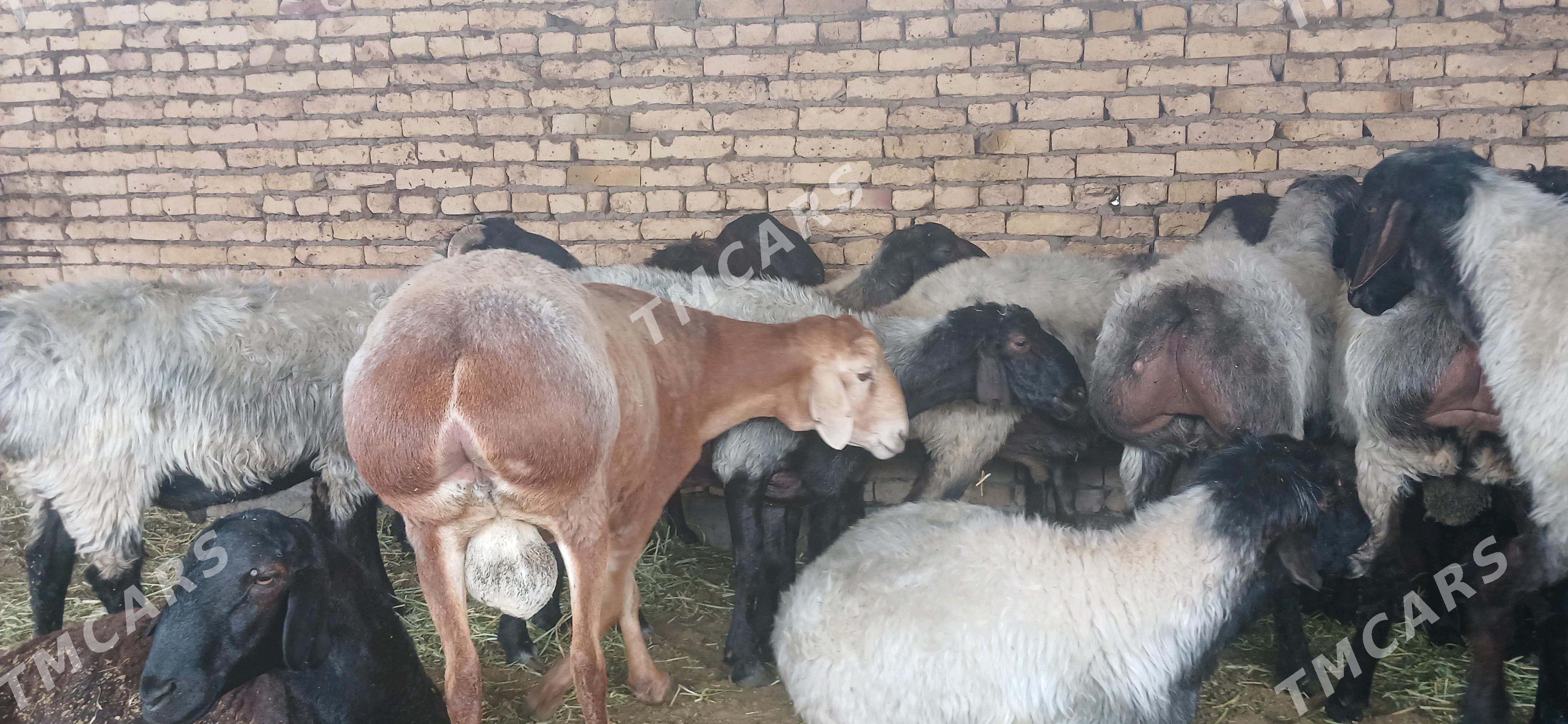 Goyunlar - Türkmenabat - img 3