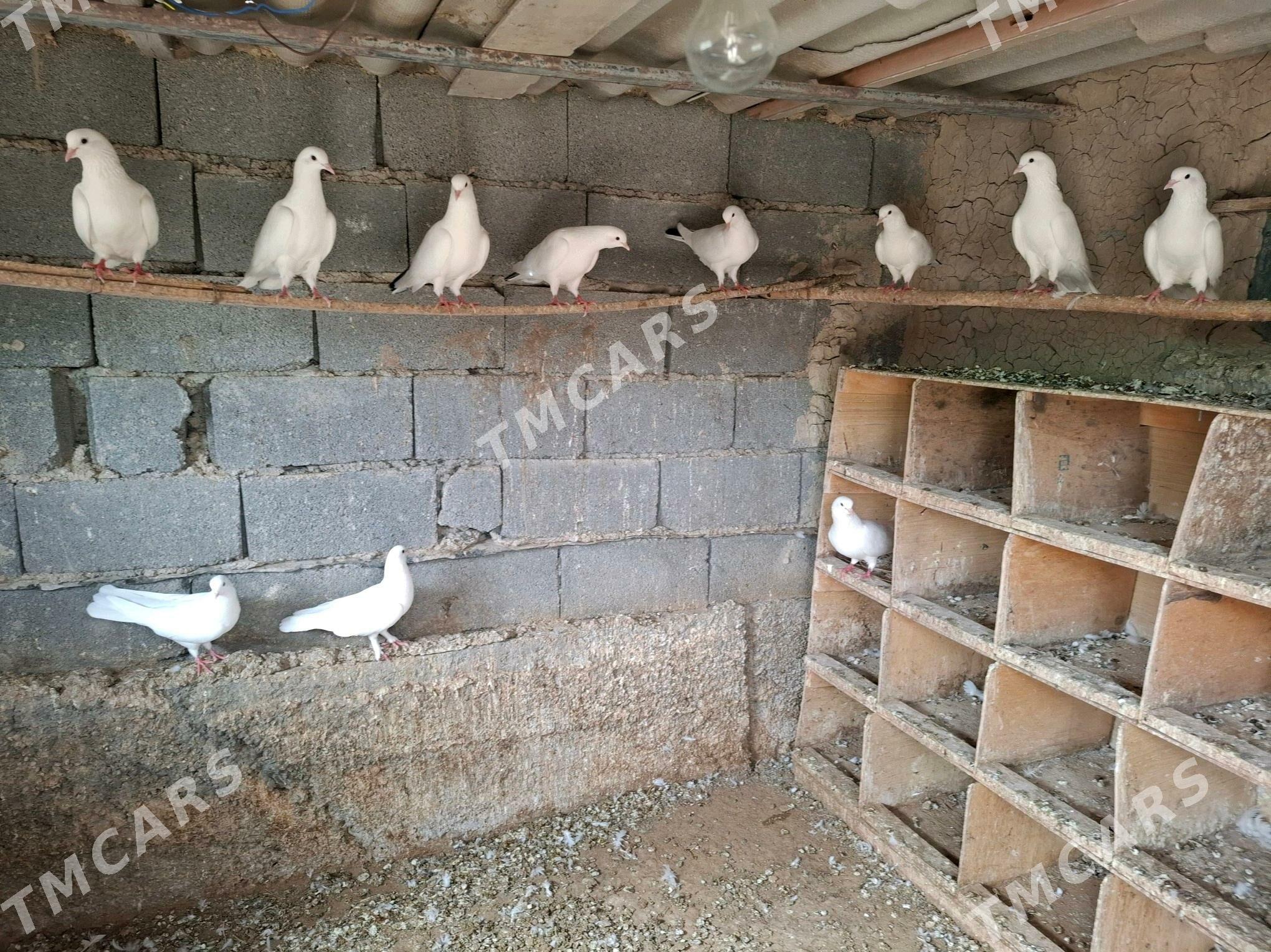 Kepderi - Garadamak - img 2