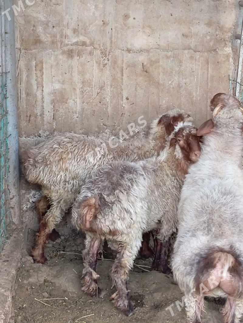 Goyun Işşek - Köşi - img 3