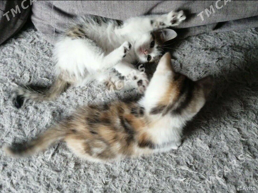 КОТЯТА - Мары - img 2