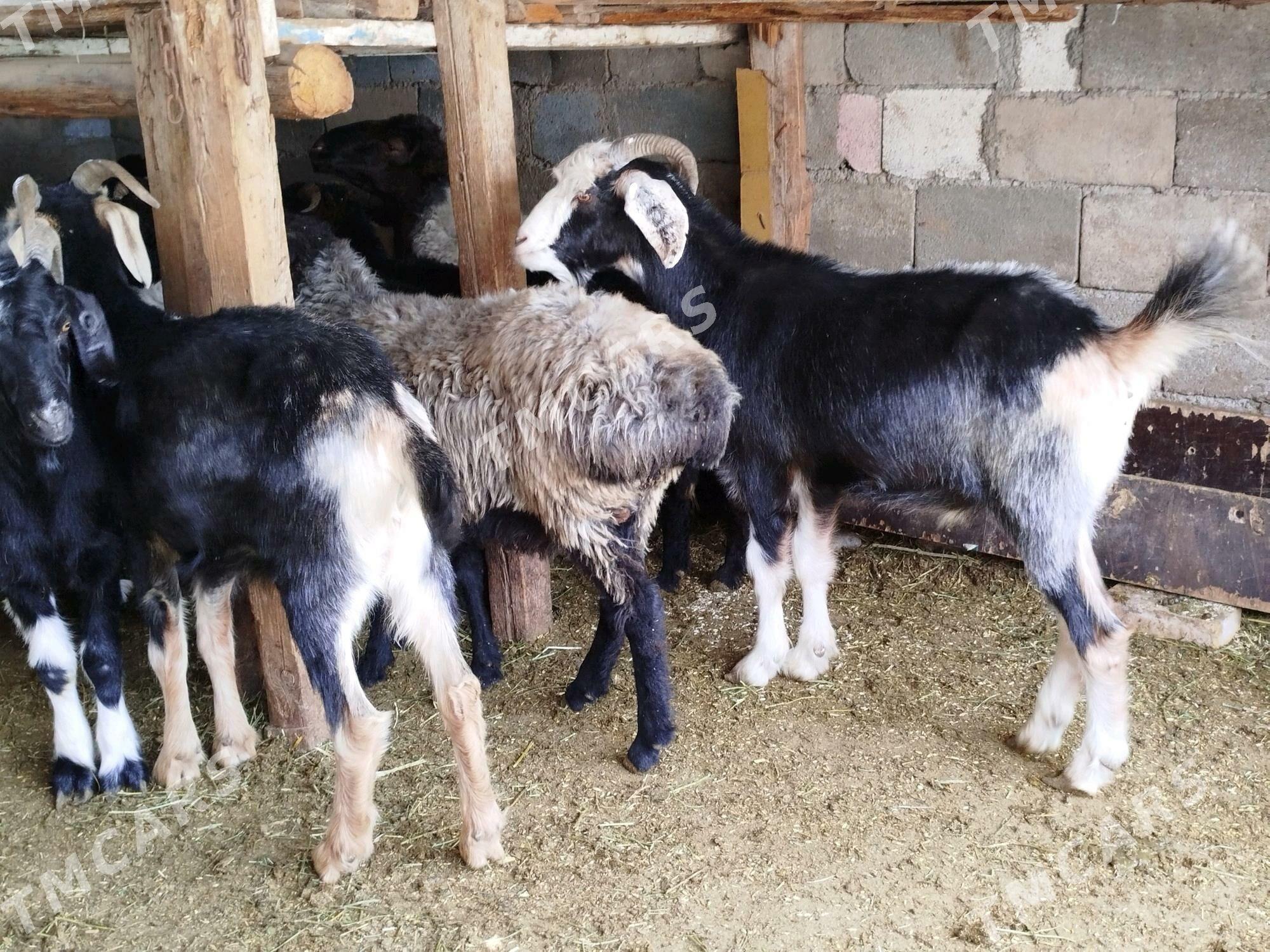 Garakol issek goyun - Çoganly - img 2