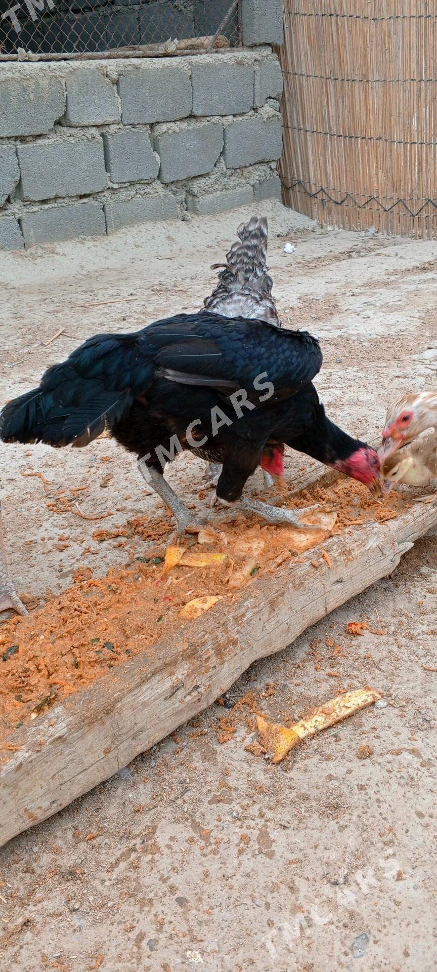 taskent towuk - Гуртли - img 2