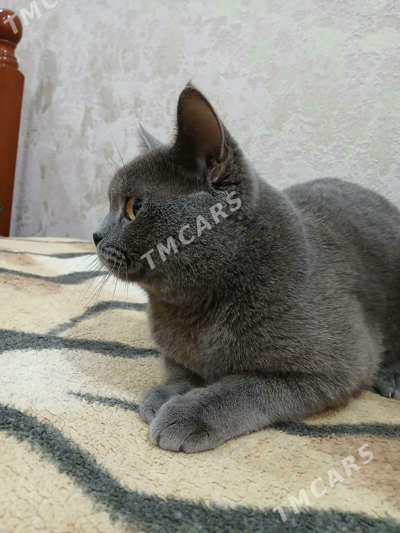 Ищем кошку - Türkmenbaşy - img 2