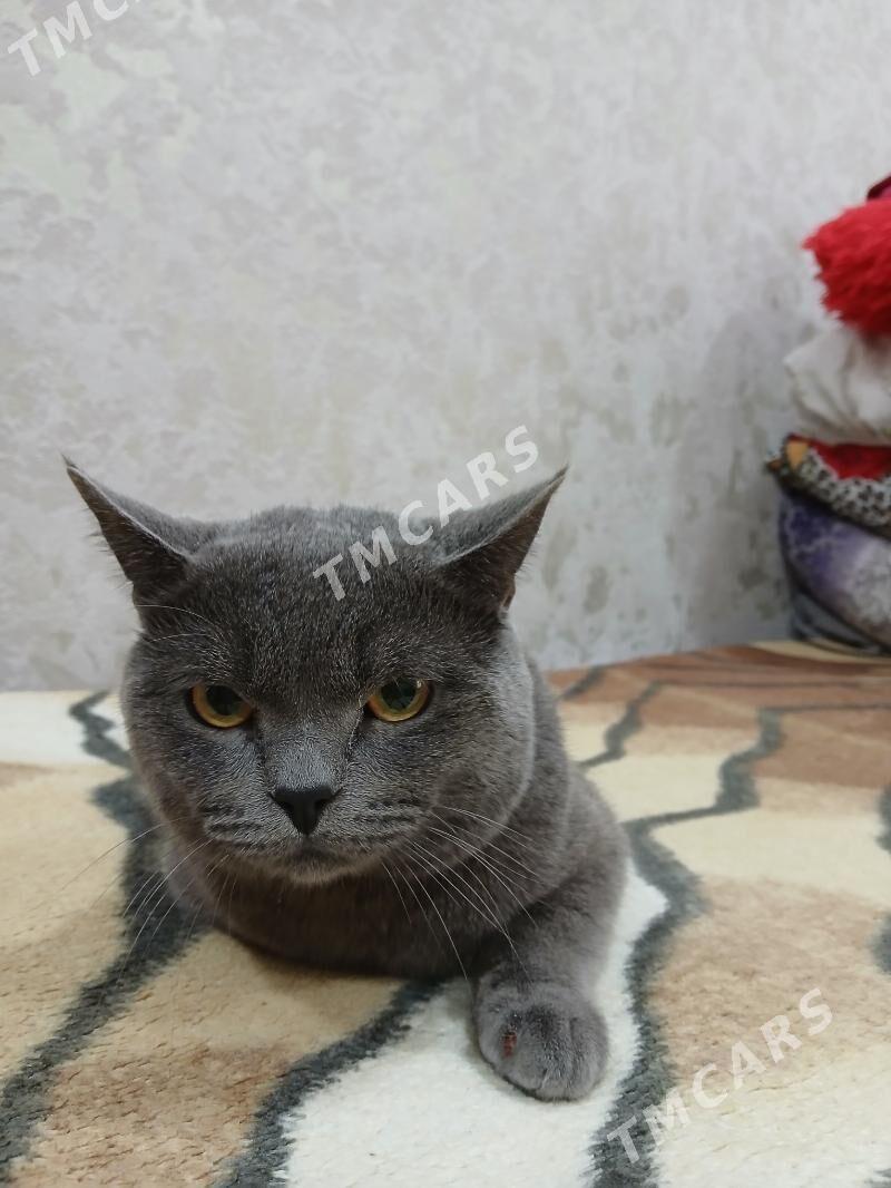 Ищем кошку - Türkmenbaşy - img 3
