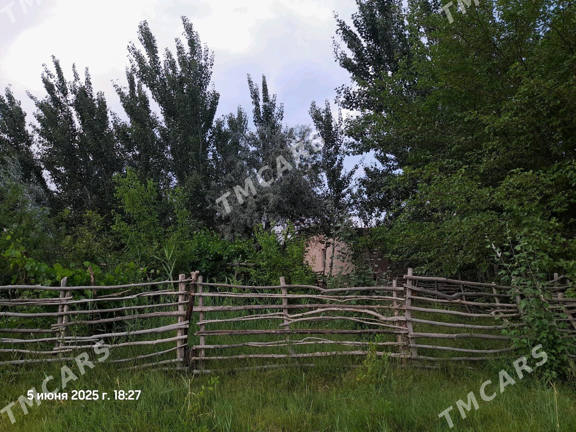 Bagy agaclary bn jay - Türkmenbaşy etr. - img 2