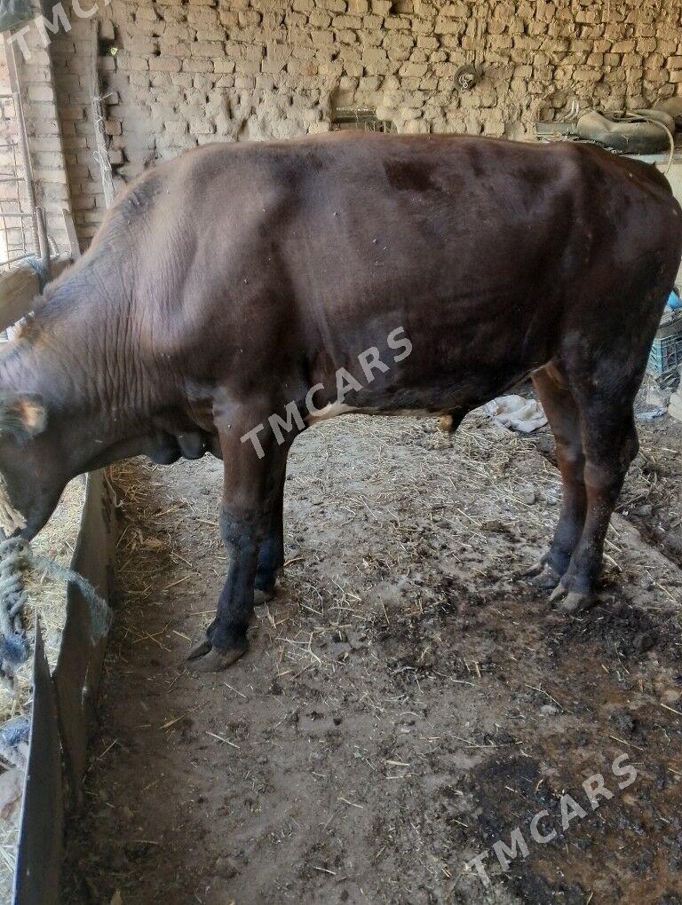 öküz - Çärjew - img 2